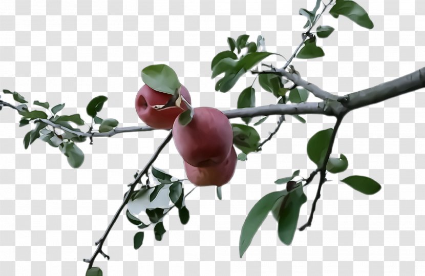 Fruit Tree - Food Transparent PNG