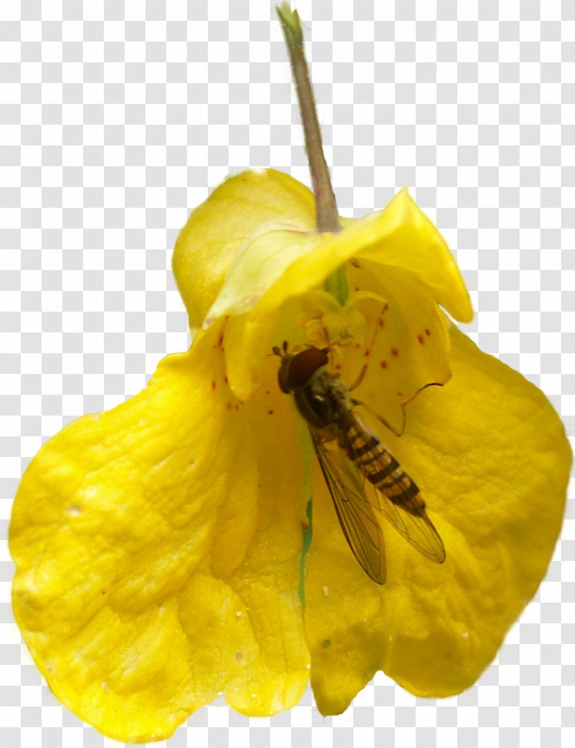 Honey Bee Insect Flower Light - Invertebrate - YELLOW Transparent PNG