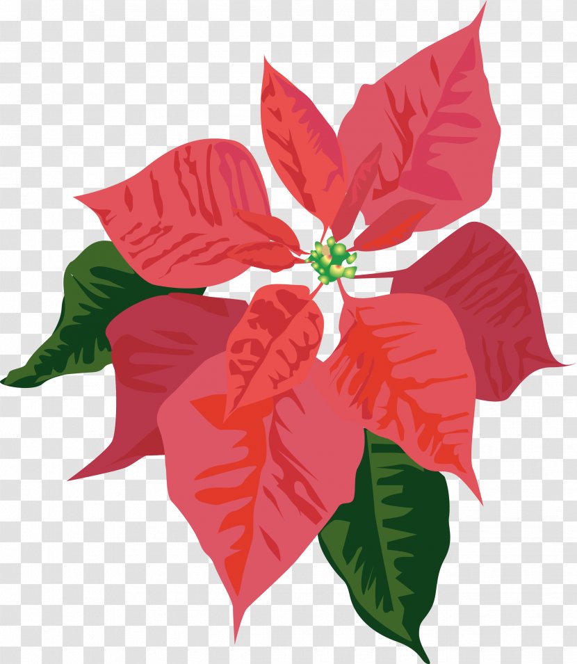 Clip Art Christmas Poinsettia Openclipart Free Content - Day - Northfield Youth Choirs Transparent PNG