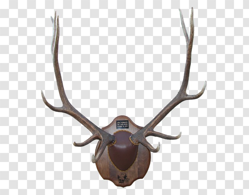 Antler Deer Moose Elk Horn Transparent PNG
