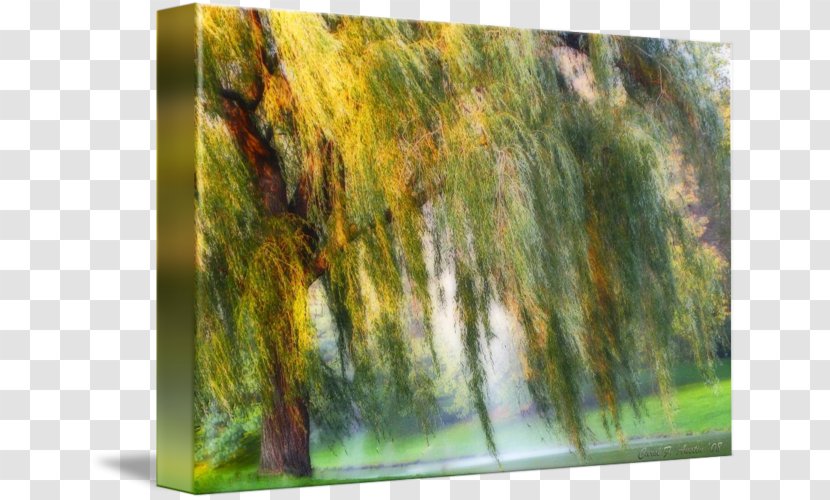 Painting Tree Weeping Willow Art Impressionism - Trea Transparent PNG