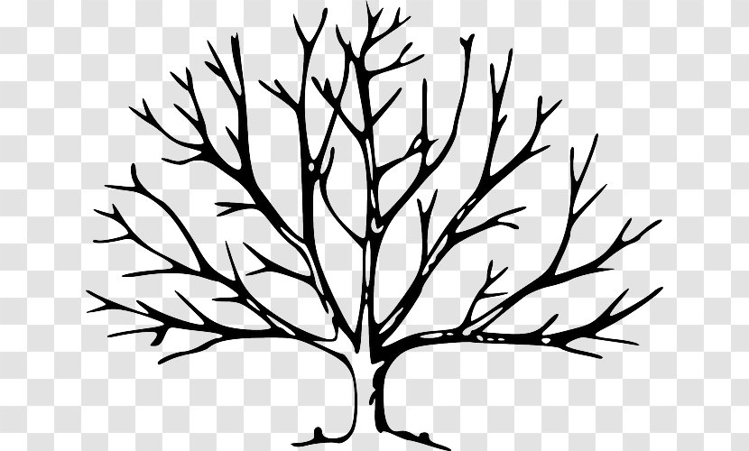 Tree Leaf Branch Oak Clip Art Transparent PNG