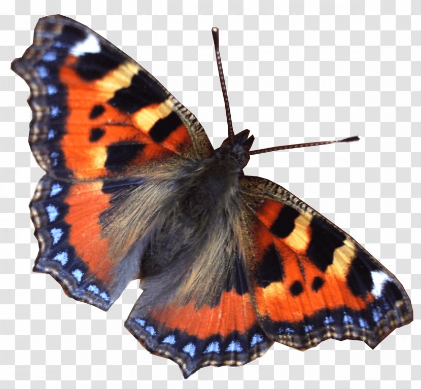 Butterfly World - Earth - Image Transparent PNG