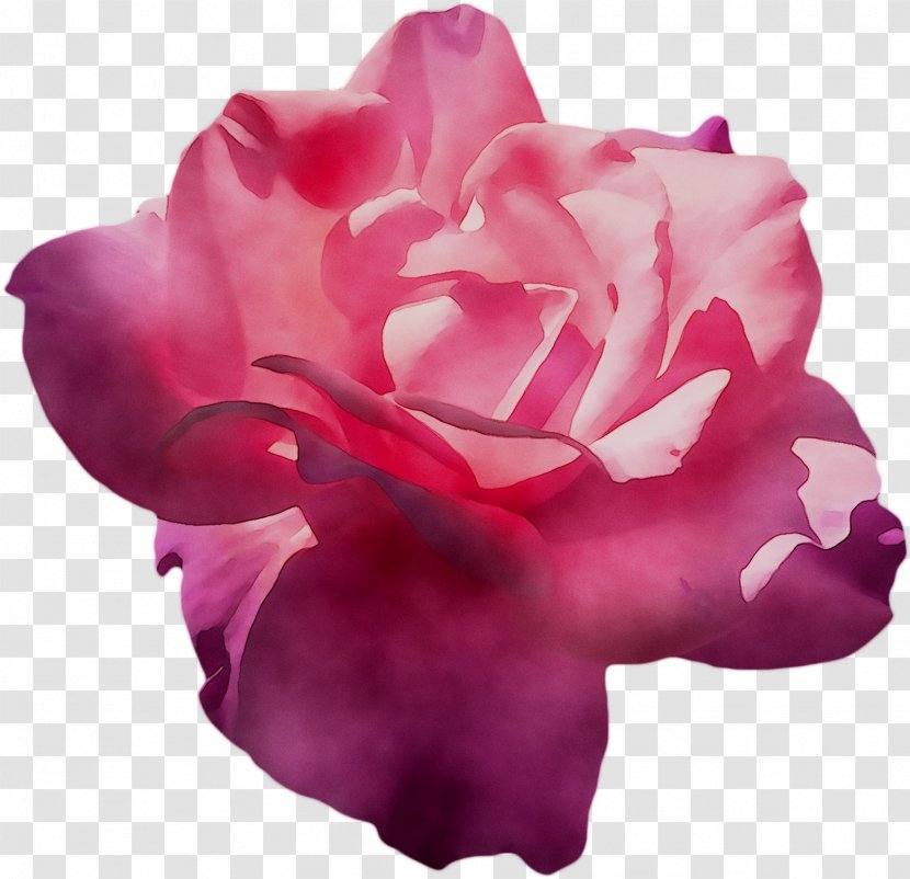 Garden Roses Cabbage Rose Floribunda Petal - Red - Hybrid Tea Transparent PNG