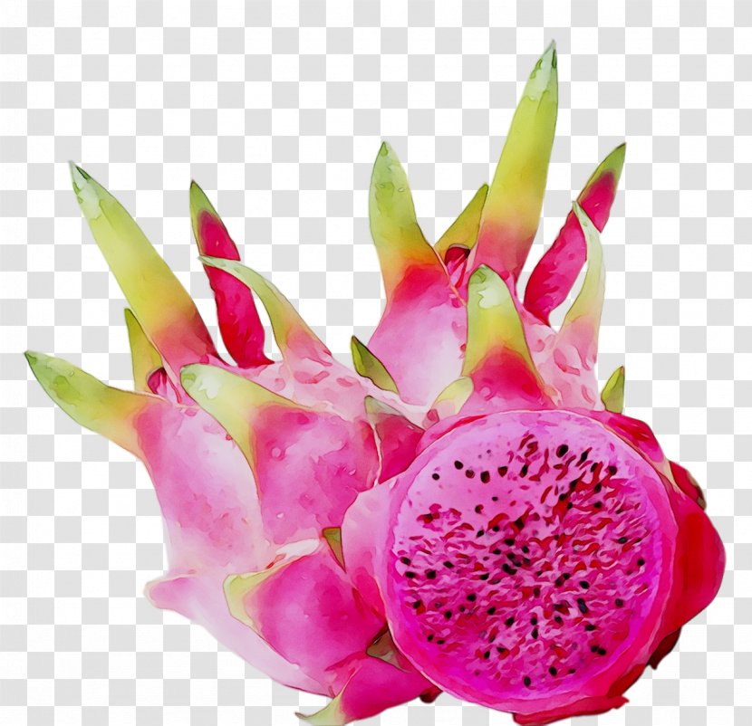 Pitaya - Pink Transparent PNG