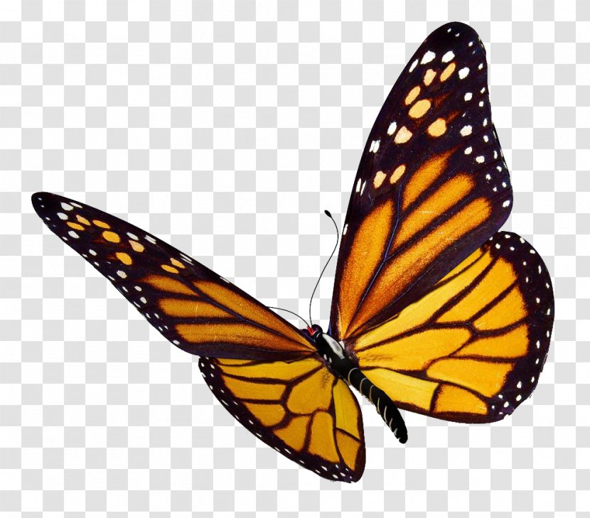 Monarch Butterfly Insect Clip Art - Brush Footed - Buterfly Transparent PNG