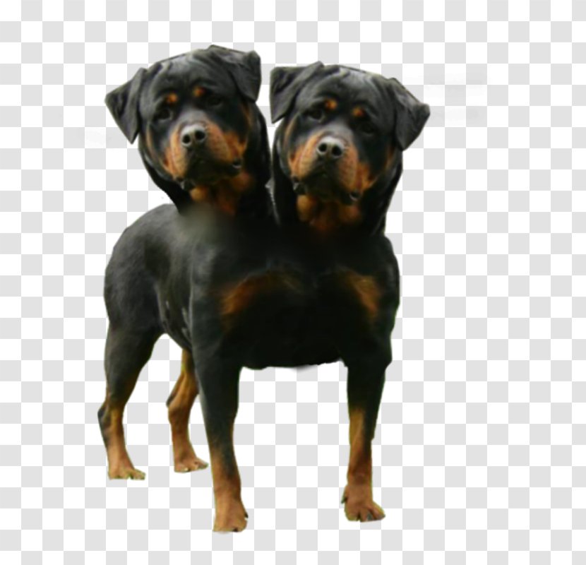 American English Coonhound Two Headed Dogs Polycephaly - Dog Breed - Love Wood Transparent PNG