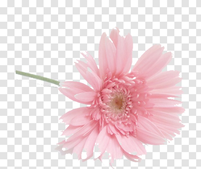Flower Auglis Petal Watermark - Daisy - Figure Lily Transparent PNG