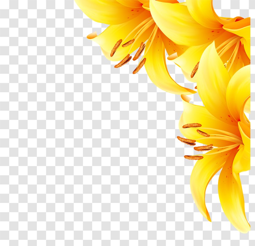Common Sunflower Yellow - Orange - Flowers Transparent PNG