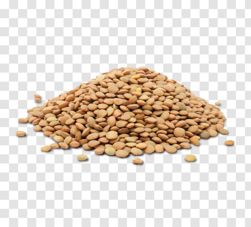Lentil Legume Lenteja Pardina Cereal Food - Pulse - Commodity Transparent PNG