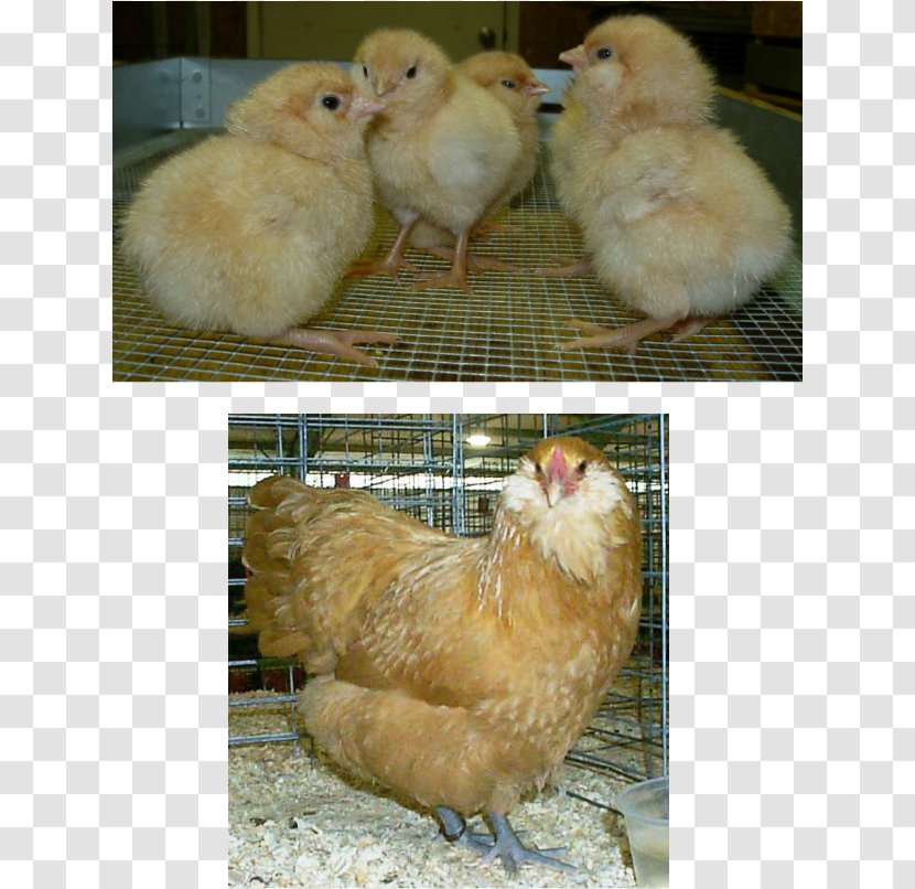 Rooster Brahma Chicken Silkie Barbu D'Uccle Breed - Daftar Jenis Ayam - Hen Species Transparent PNG