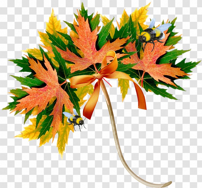 Autumn Daytime Maple Leaf Song Summer - September Transparent PNG