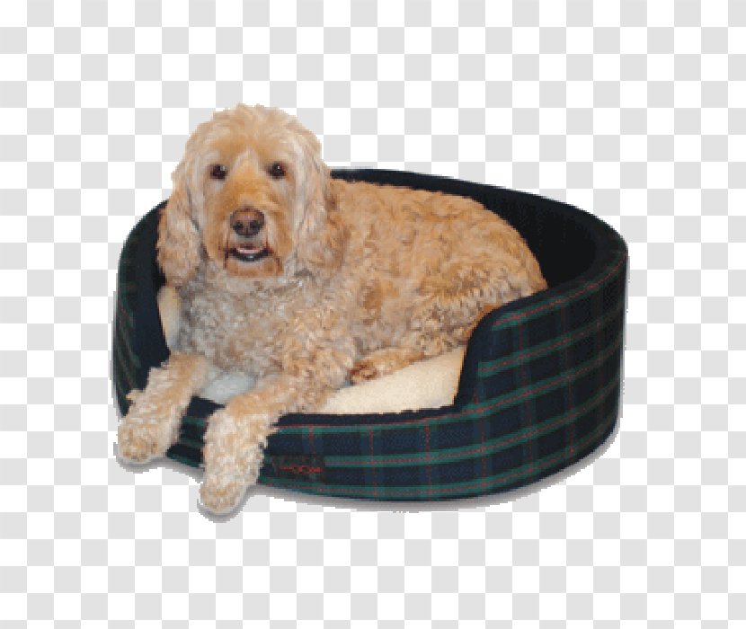 Goldendoodle Cockapoo English Cocker Spaniel Dog Breed - Puppy Transparent PNG
