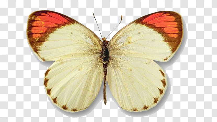 Butterfly Yellow Color Clip Art - Lycaenid Transparent PNG