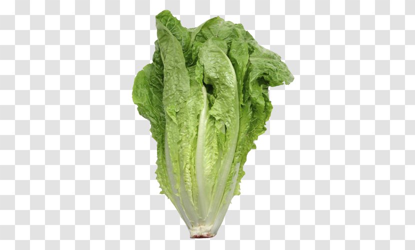 Iceberg Lettuce Romaine Organic Food Leaf Vegetable Salad - Komatsuna Transparent PNG