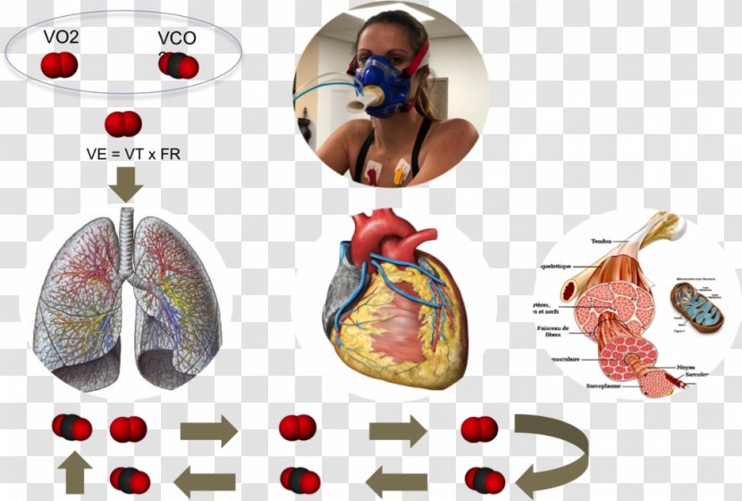 VO2 Max Lung Physiology Heart Endurance - Tree Transparent PNG
