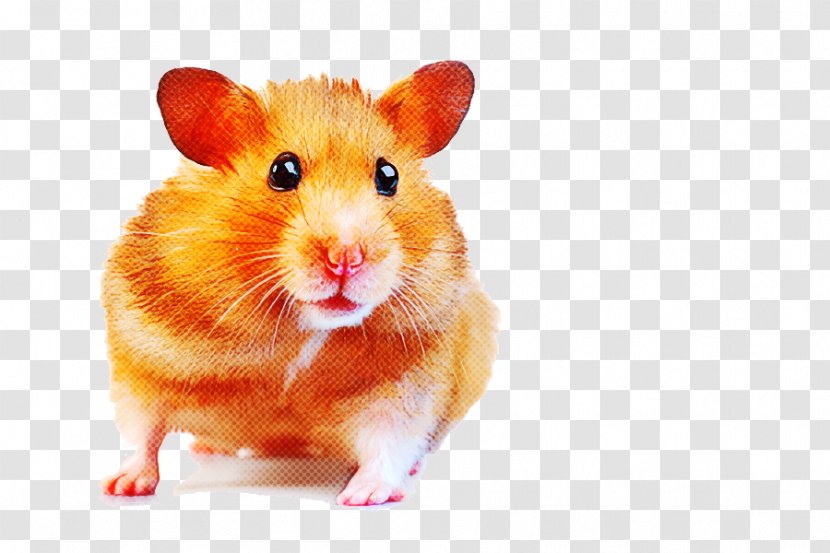 Hamster - Orange - Gerbil Transparent PNG