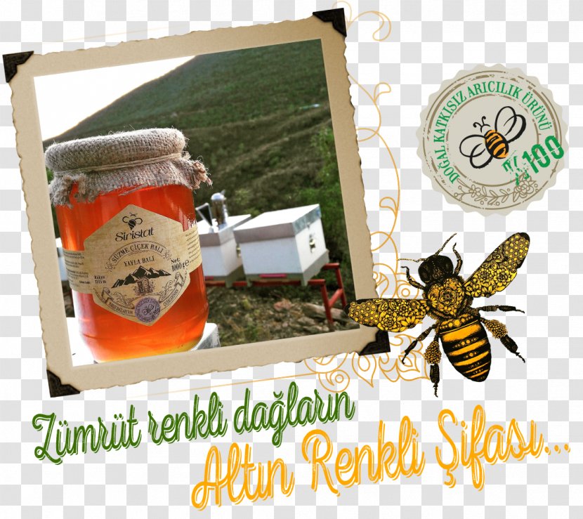 Honey Bee Beekeeping Food - Health Transparent PNG