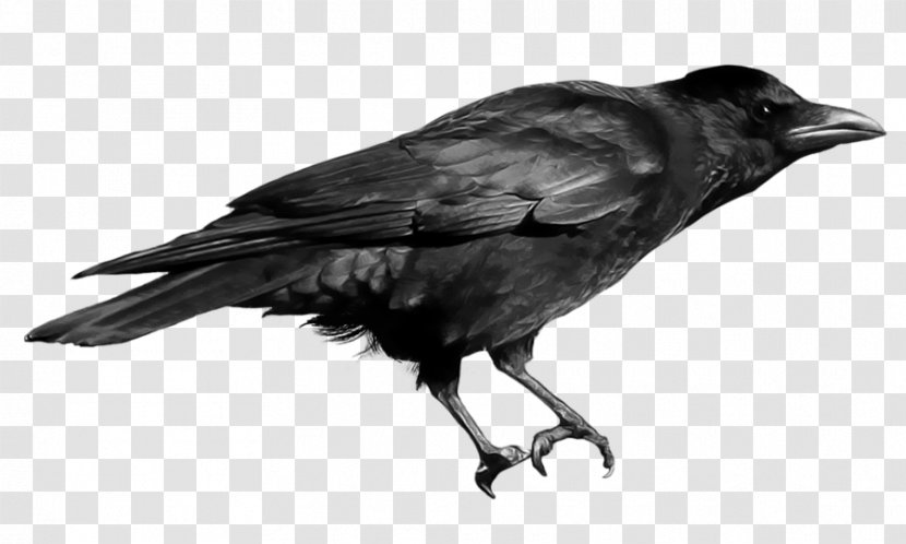 Crow Clip Art - Image Resolution - Raven Transparent PNG