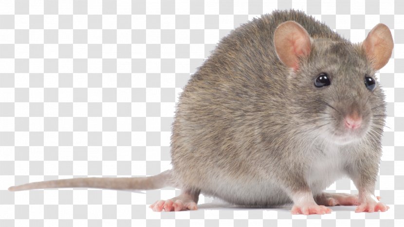 Computer Mouse Rodent Murids Black Rat - Mats - Pc Transparent PNG