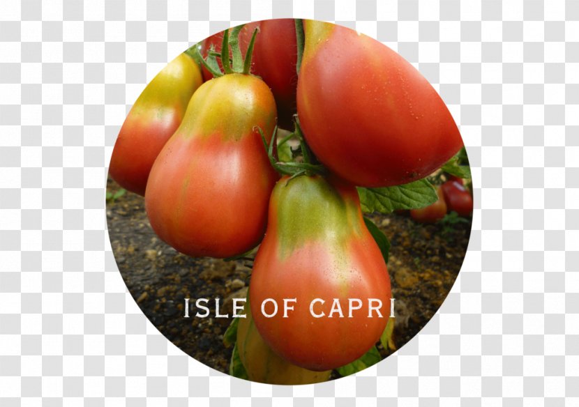 Plum Tomato Bush Italian Cuisine Mortgage Lifter Food - Apple Transparent PNG
