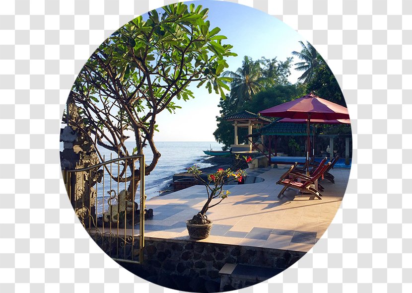 Lovina Beach Singaraja Hotel Pantai-Mas, The Bali Experience - Tree - Egmond Aan Zee Transparent PNG