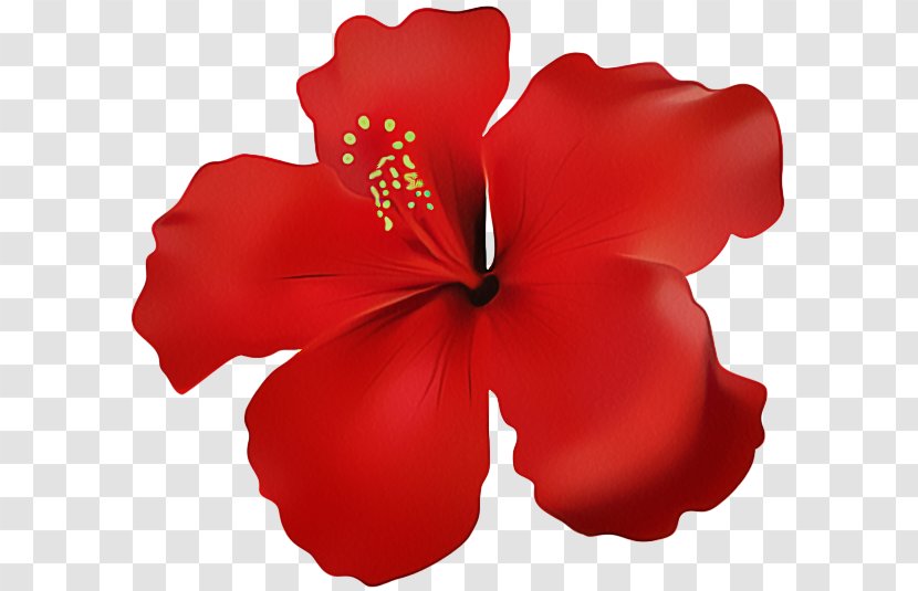 Petal Hibiscus Red Hawaiian Flower - Mallow Family Chinese Transparent PNG