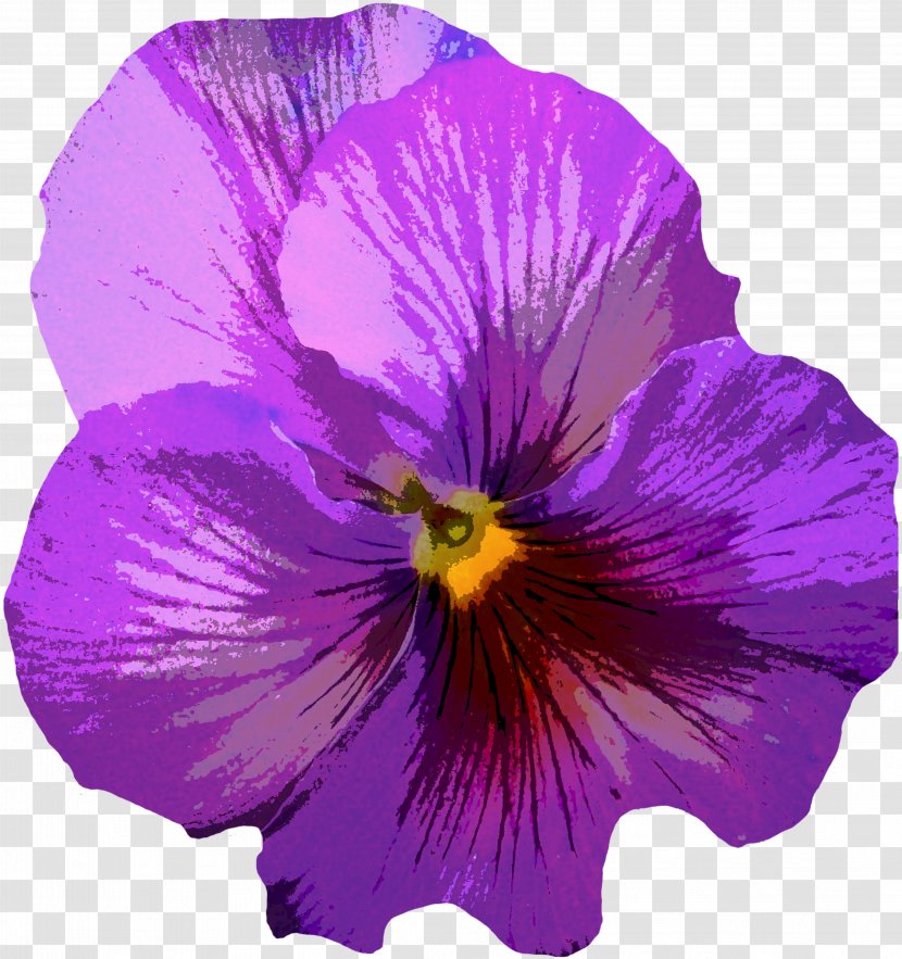 Pansy Violet Flower Purple Yellow - Family - Flowers Transparent PNG