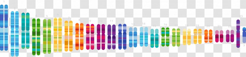 Human Genome Project 23andMe Genetic Testing Genetics DNA Transparent PNG