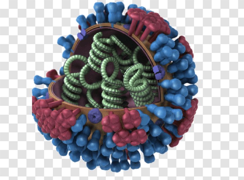 Avian Influenza Flu Season Vaccine A Virus Subtype H5N1 - Orthomyxoviridae - Genetic Material Transparent PNG