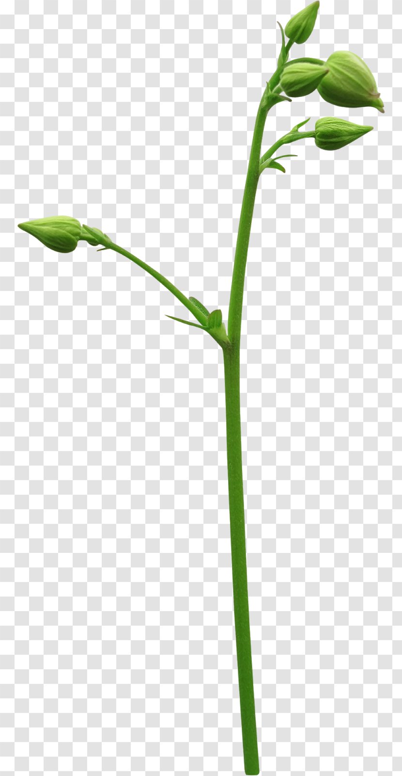 Flower Floral Design Green - Plants - Ornithogalum Transparent PNG