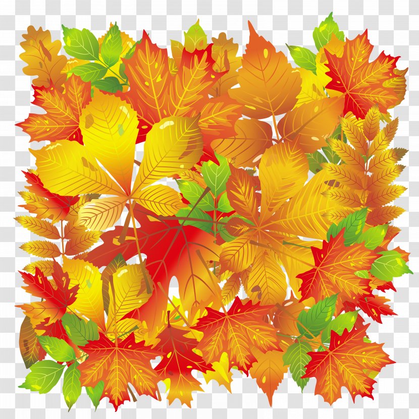 Autumn Leaf Color - Maple - Transparent Fall Leaves Transparent PNG