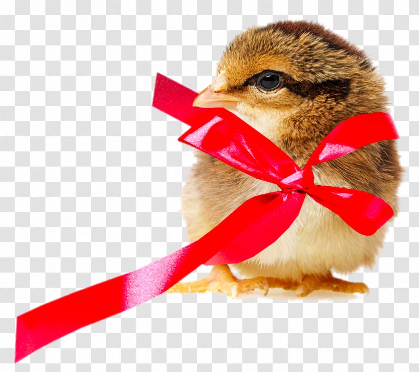 Chickens As Pets Clip Art - Royaltyfree - Department Ribbon Chick Transparent PNG