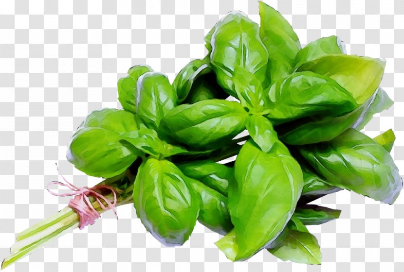 Basil Plant Vegetable Food Leaf - Ingredient - Tatsoi Transparent PNG
