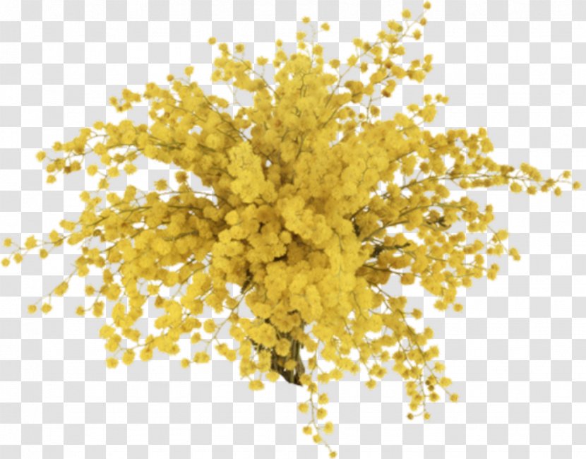 Mimosa Cleanser Lush - Stock Photography - Commodity Transparent PNG