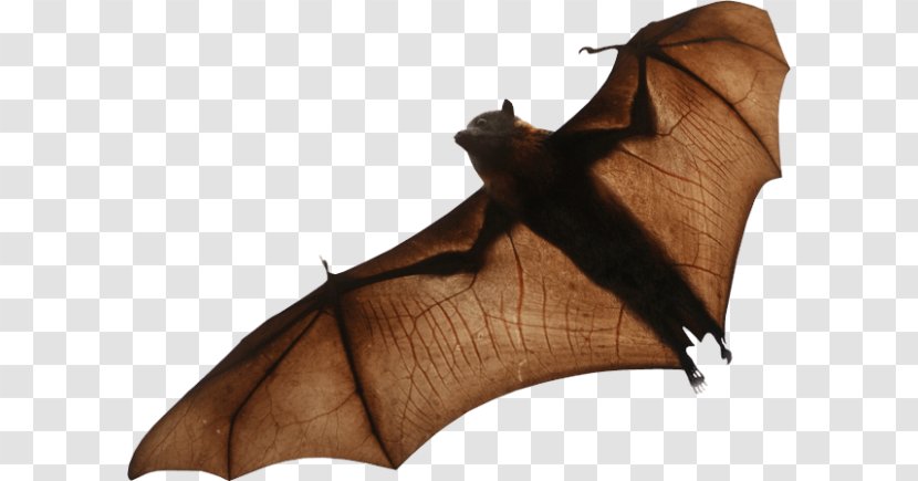Clip Art Image Transparency Microbat - Little Red Flying Fox - Mammal Transparent PNG