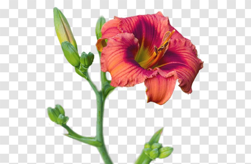 Cut Flowers Daylily Blossom Petal - Flower Transparent PNG