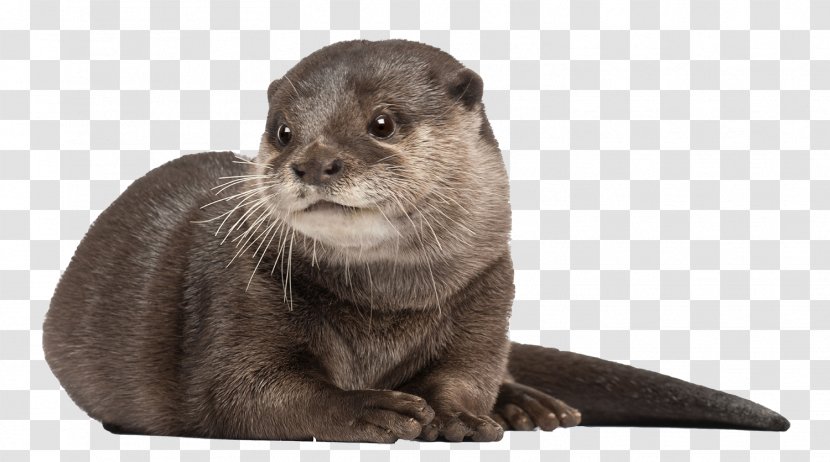 Asian Small-clawed Otter Whiskers Aquarium Of Cattolica - Harbor Seal - Cat Transparent PNG