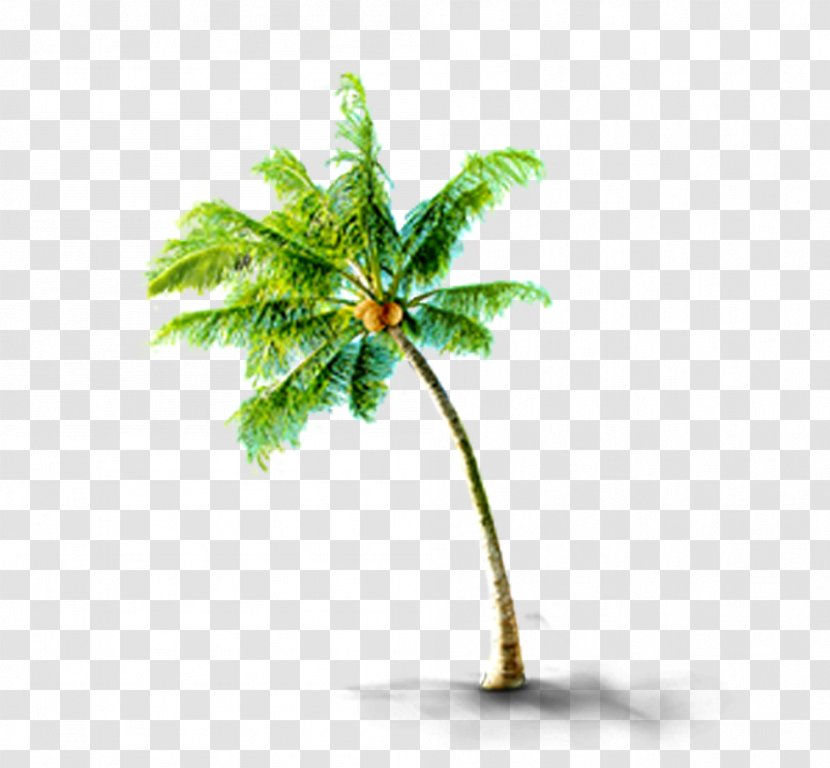 CorelDRAW - Flowerpot - Tropical Coconut Trees Transparent PNG