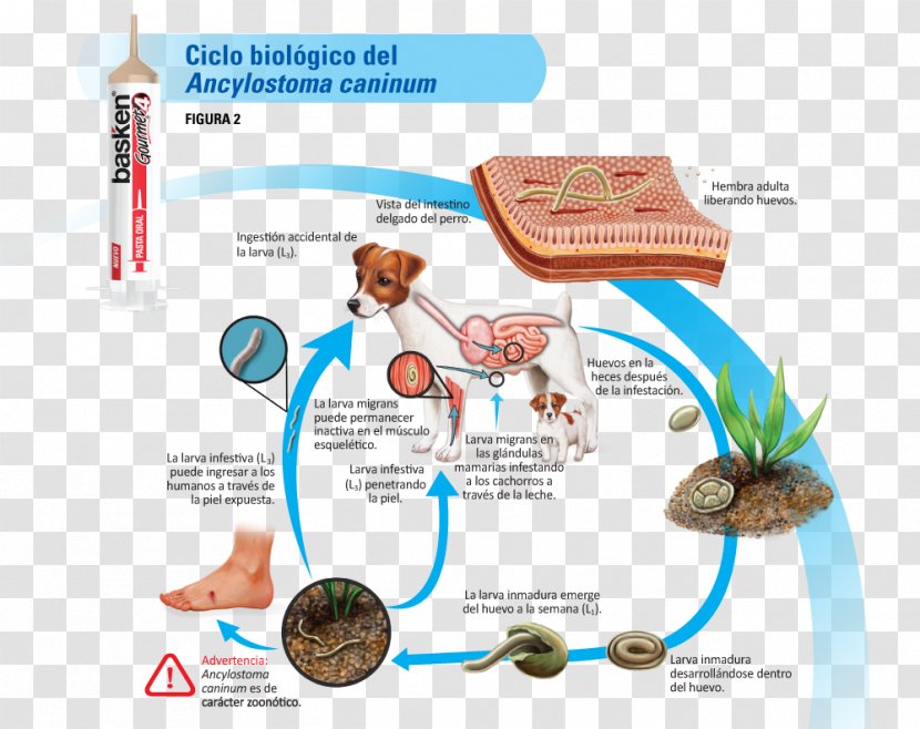 Ancylostoma Caninum Biological Life Cycle Dipylidium Hookworm Infection Biology - Organism - Dog And Cat Transparent PNG
