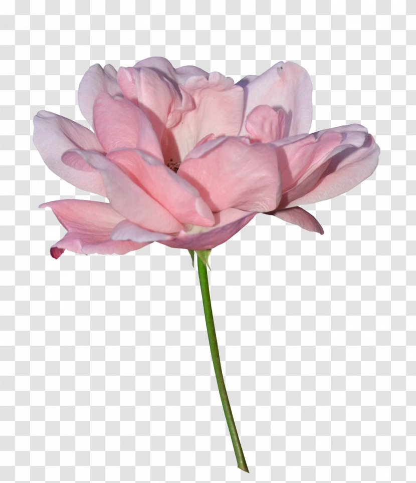 Garden Roses Cabbage Rose Cut Flowers Tulip Petal - Bud Transparent PNG