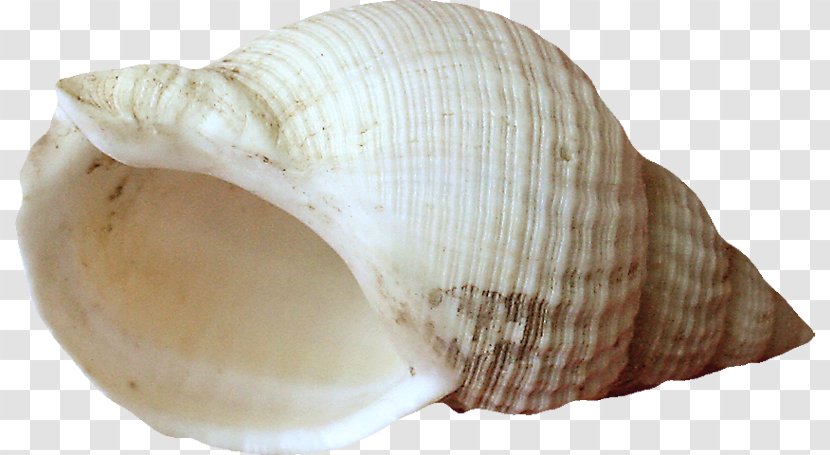 Cockle Mussel Clam Seashell - Conch Transparent PNG