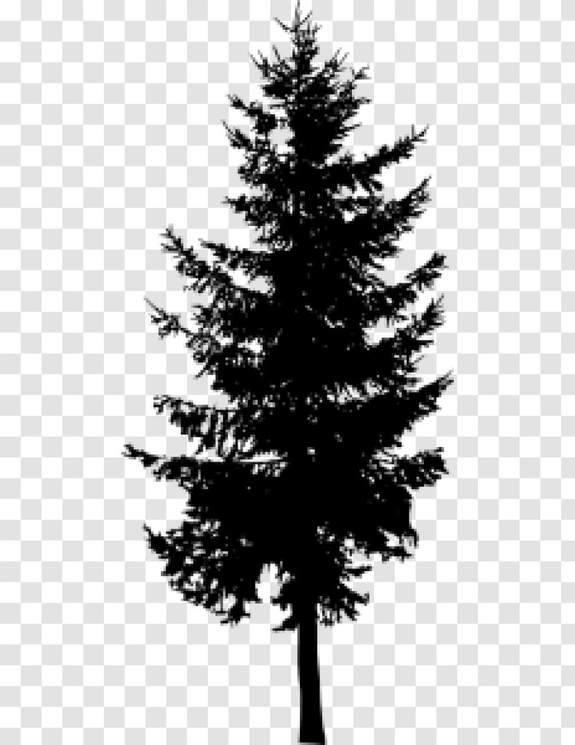 Pine Larch Evergreen Silhouette Tree - Korean Fir Transparent PNG