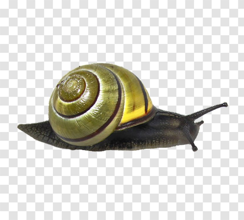 Snail Animal Clip Art - Snails And Slugs Transparent PNG
