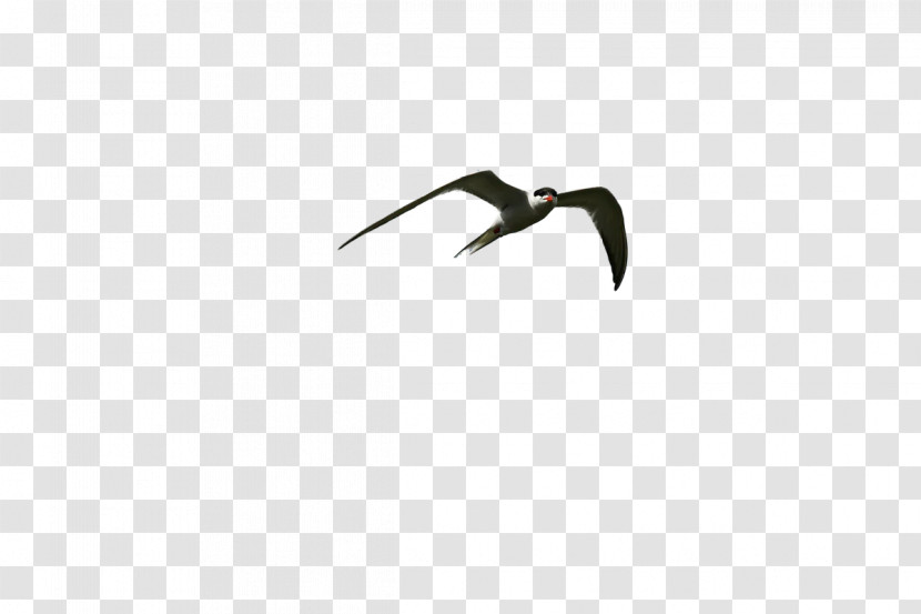 Birds Angle Beak Font Biology Transparent PNG