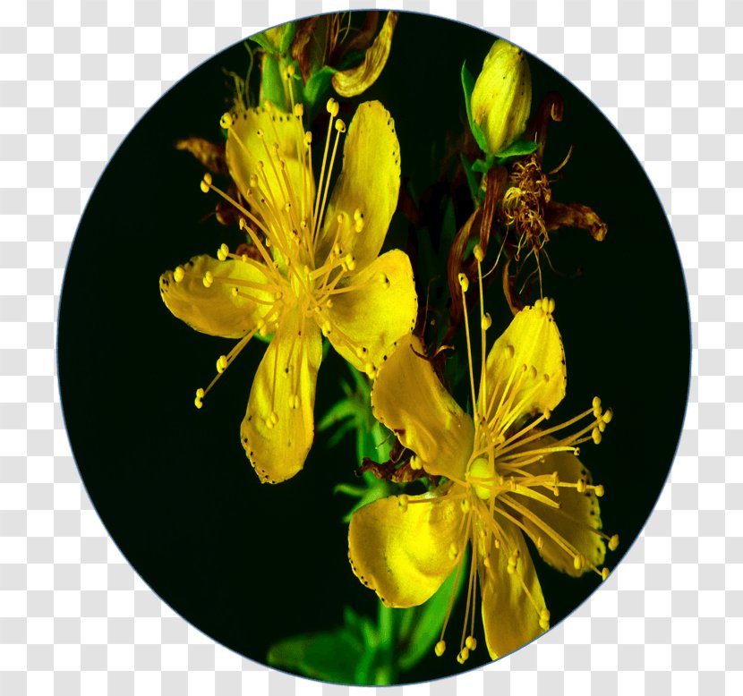 Hypericum Concussion Contact Sport Breathing - Flower Transparent PNG