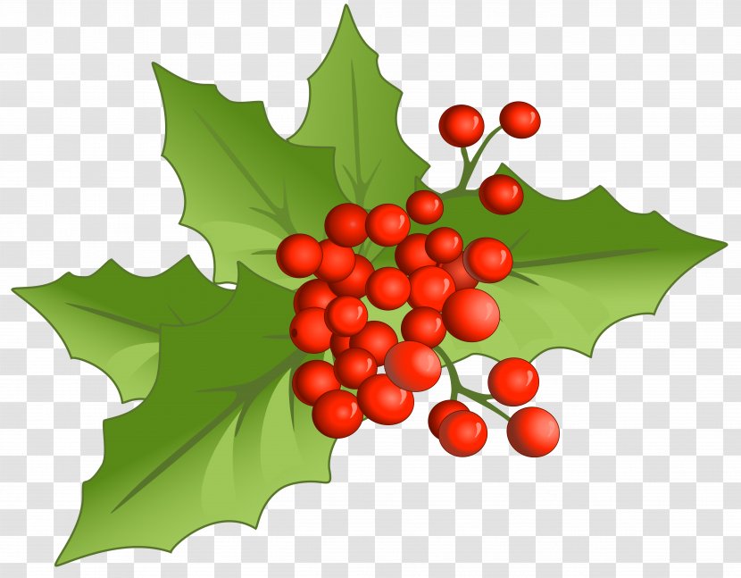 Holly Aquifoliales Natural Foods Fruit Christmas - Large Mistletoe Clipart Transparent PNG