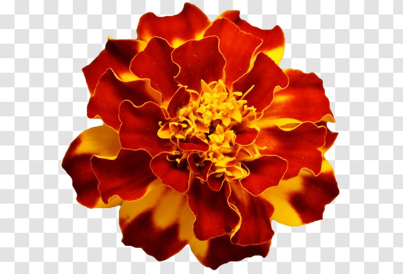 Flower Orange Mexican Marigold Annual Plant Clip Art - Cut Flowers Transparent PNG