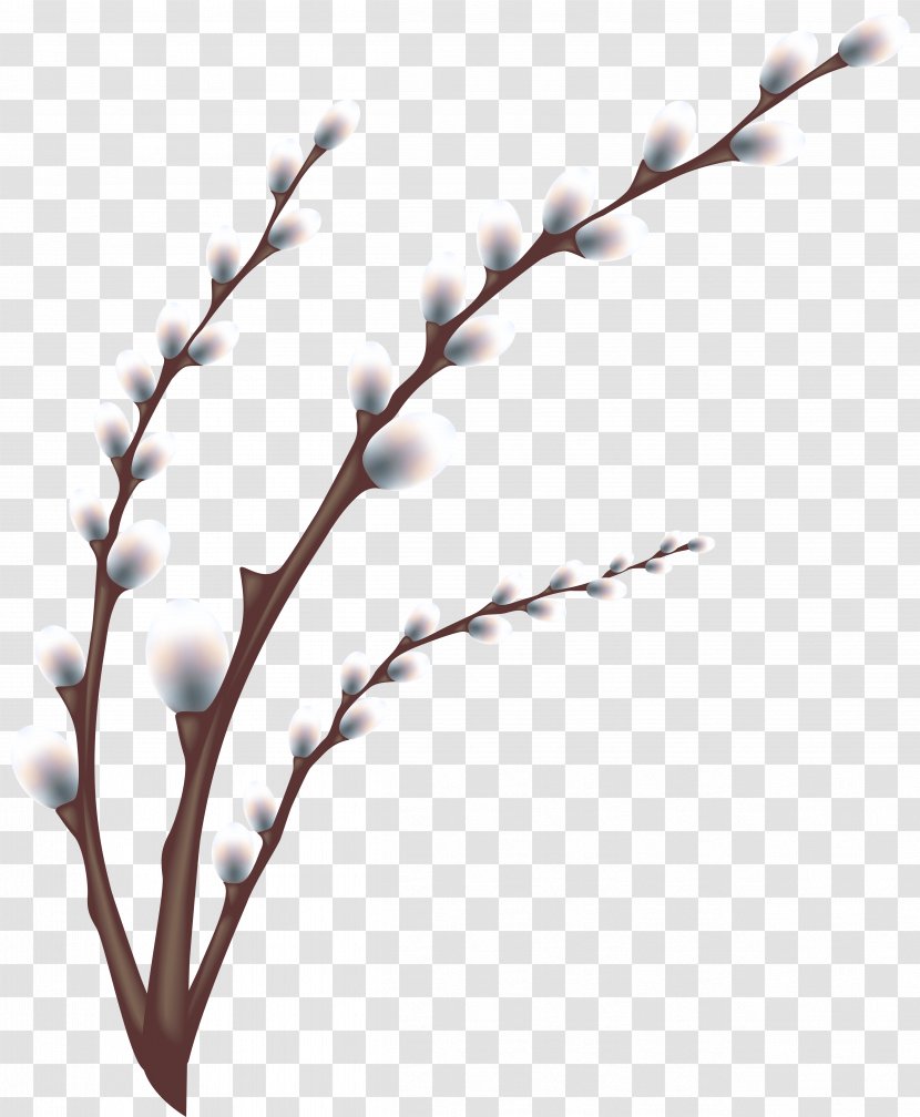 Easter Egg Tree Hunt Customs - Stock Photography - Willow Branch Transparent Clip Art Image Transparent PNG