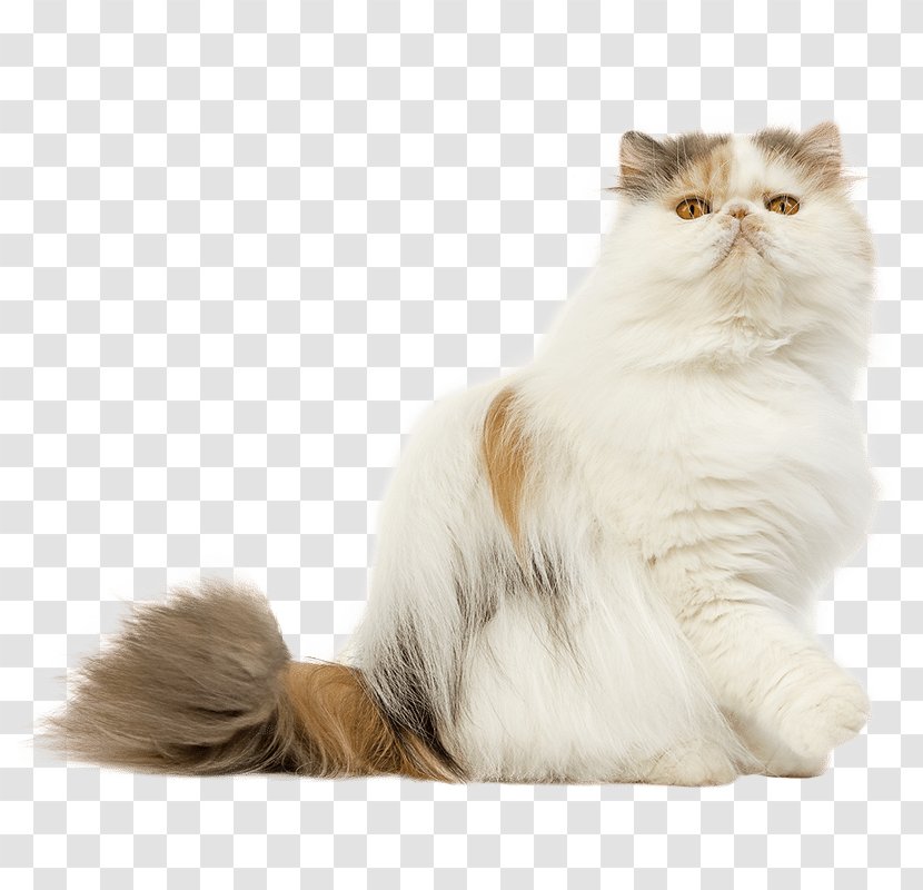 Persian Cat Maine Coon Pixie-bob British Shorthair American Transparent PNG